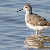 Lesser Yellowlegs